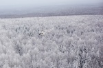 Снизу лес, а за ним начинаются холмы, перерастающие в Уральские горы. Вид с вертолета