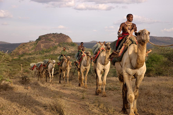 Поход на верблюдах, Кения