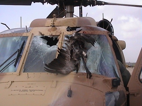 Журавль против ястреба: американский военный вертолет Sikorsky UH-60 Black Hawk после столкновения с журавлем
