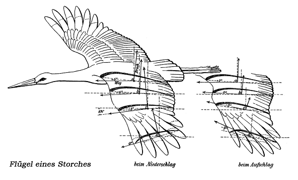 Лилиенталь считал, что секрет полета надо искать в механике крыльев птиц