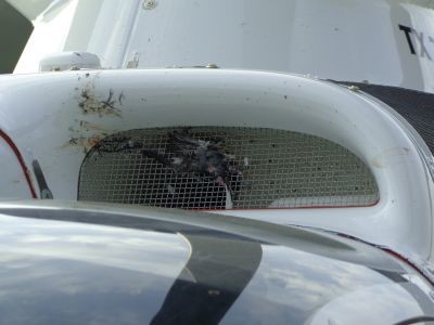 4 сентября 2013 года. Мелкая птица попала на решетку, закрывающую генератор вертолета EuroCopter EC135 P2+